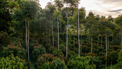 Cocoa plantation at sunset in Quindío, Colombia