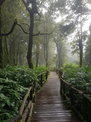 Obraz premium drewniany most w lesie