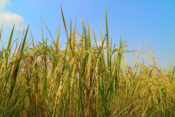 Selective focus of yellow rice, paddy ready to be harvested, in rice field with blue sky background. Agriculture and plant concept.