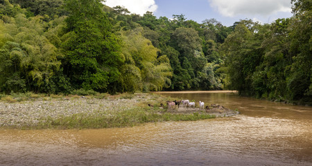 cattle resting on the stone shore of the Rio La vieja, with forest in the background, in Colombia