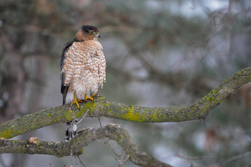 An adult Cooper's Hawk (Accipiter cooperii) stands on a tree limb looking to the right