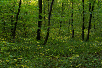 Fototapeta na wymiar Deep into a wild zone of Hoia-Baciu forest