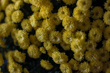 background with many yellow chrysanthemums
