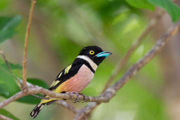 Black and yellow Broadbill, Bird beautiful color Black and Yellow Broadbill Eury laimus ocromalus small cute