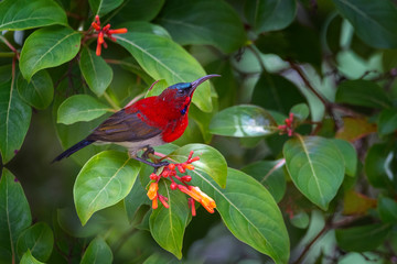 Beautiful Crimson Sunbird (Aethopyga siparaja) bird. Birds of Thailand.
