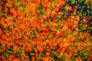 Fototapeta premium Aerial shot of beautifully lit forest in mountains in red autumn colors, Slovakia Mala Fatra