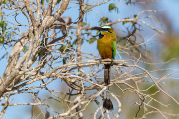 aves
