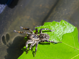 arachnid on a leaf