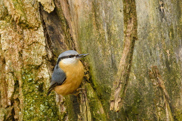  Nuthatch Sitta europaea sitting on a tree with sunflower seed in beak.