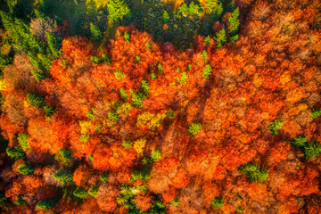 Fototapeta na wymiar Aerial shot of beautifully lit forest in mountains in red autumn colors, Slovakia Mala Fatra