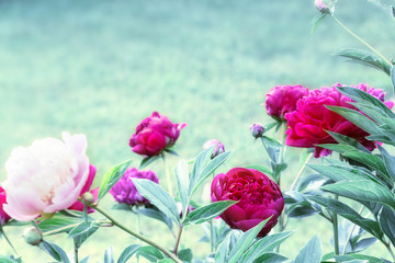 Beautiful pink and purple flowers peonies in garden close up.