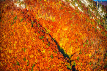 Aerial shot of beautifully lit forest in mountains in red autumn colors, Slovakia Mala Fatra