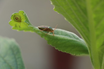 bug on leaf