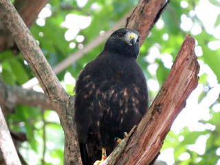 Broad-winged hawk