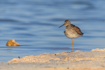 aves