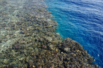 Coral reef in the red sea on sunny day