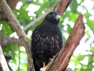 Broad-winged hawk