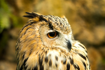 head shot The Owl.owl eyes.