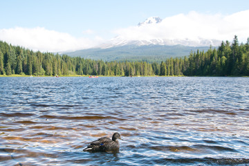 Picturesque trillium lake in Oregon