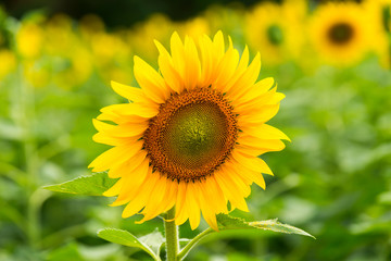 Obraz premium Beautiful Sunflower in full bloom.Big Sunflowers blooming .