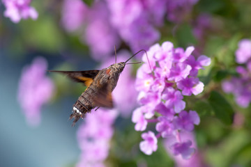 Hummingbird hawk-moth