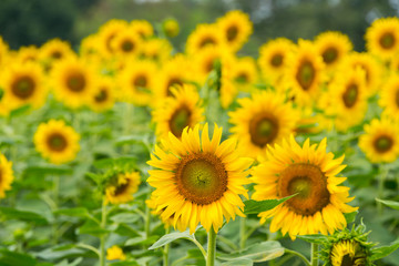 Beautiful Sunflower in full bloom.Big Sunflowers blooming .