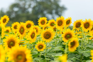 Obraz premium Beautiful Sunflower in full bloom.Big Sunflowers blooming .