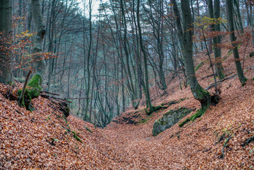 Autumn in mountain forest with fallen leaves on the ground, Slovakia, Sulovske rocks