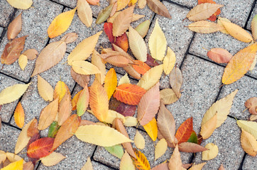 Closeup of autumnal leaves on cobbles in the street