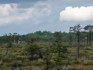 landscape with bog lake and small islands, bog pines and water reflections