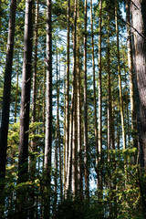 Fototapeta na wymiar Road trip in Vancouver Island: impressively tall douglas firs, view from below.
