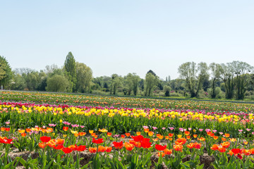 Fototapeta na wymiar Tulips, Pick Your Own Farm