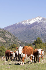 Fototapeta na wymiar Hereford cow, eating and enjoying the Argentine countryside.