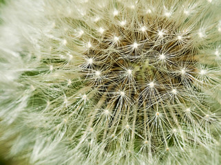 macro close-up shot of dandelion