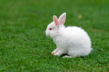 White baby funny rabbit on green grass.