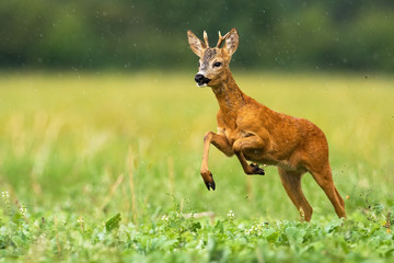 A solitary roe deer male, capreolus capreolus, in action on the grassy meadow covered with rain. A...