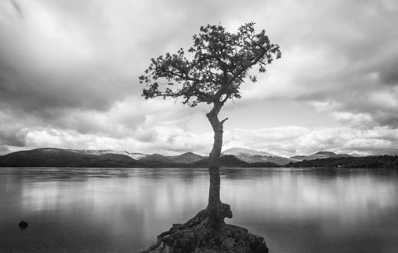 loch lomond lone tree in water with smooth water in black and white.