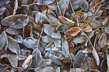 Background of fallen leaves in hoarfrost in autumn. Natural background.