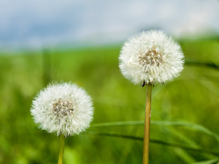 dandelion close-up