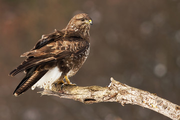 A beautiful common buzzard, buteo buteo, with snowflakes on the talons, sitting on a branch while observing its territory. A bird of prey on a winter hunting.