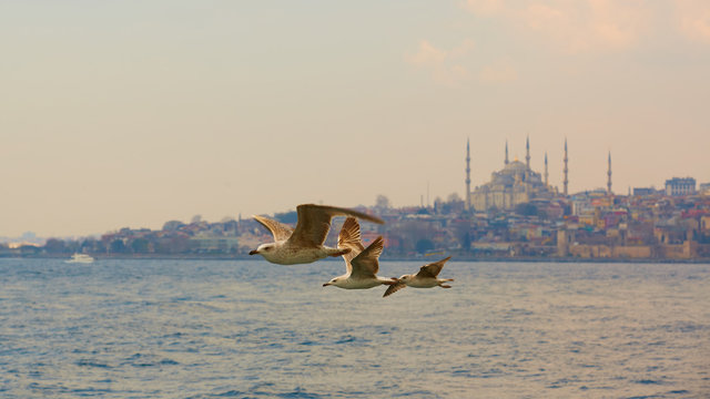 Seagulls flying in a sky with a mosque at the background