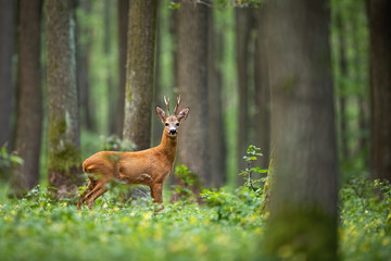 Roe deer, capreolus capreolus, standing in the middle of the woods with low green vegetation. A beautiful strong european buck during rutting season surrounded by the trees.