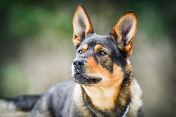 Dog portrait with color blur background. Head detail.