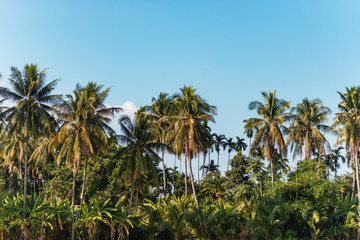 Many coconut trees that farmers grow to keep produce for sale.