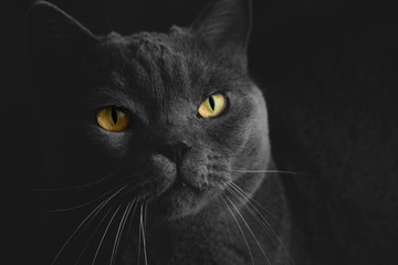 Black british cat closeup  with yellow eyes in dark background. wallpaper