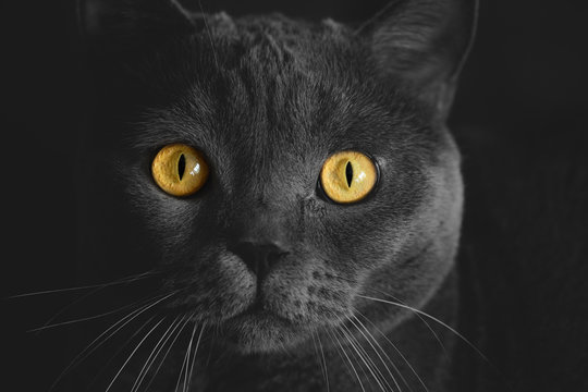 Black british cat closeup  with yellow eyes in dark background. wallpaper