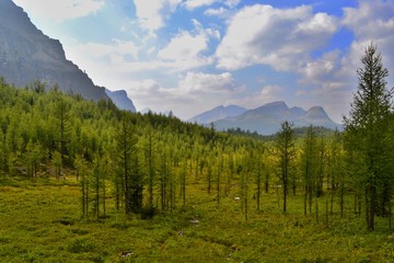 Mount Assiniboine Provincial park, Canada. Beautiful high mountains, lush green forest, green grass, white clouds. Path across the plains though Wonder Pass. © Anna