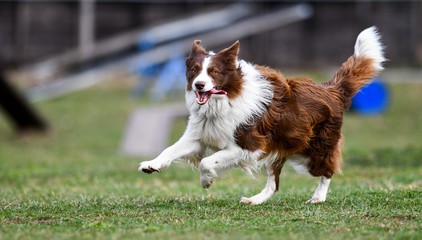 Adult brown white border collie run very fast in training day. Happy dog jump side view. - obrazy, fototapety, plakaty