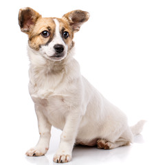 Funny puppy sits sideways. Isolated on a white background