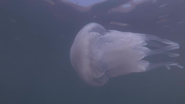 Barrel jellyfish (Rhizostoma pulmo) swim in the blue water under surface. Underwater shot, close-up